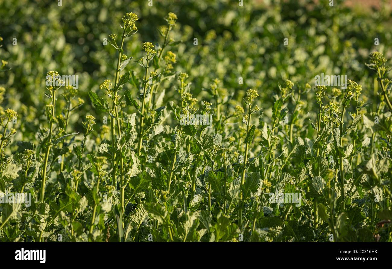 MIT der wärmenden Frühlingssonne fangen auch die Pflanzen auf den Agrarfeldern an zu wachsen. (Winkel ZH, Schweiz, 28.03.2022) Foto Stock