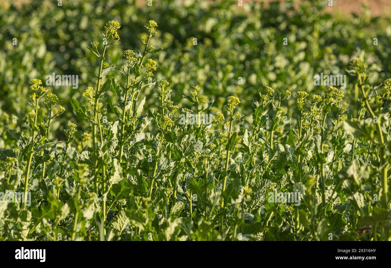 MIT der wärmenden Frühlingssonne fangen auch die Pflanzen auf den Agrarfeldern an zu wachsen. (Winkel ZH, Schweiz, 28.03.2022) Foto Stock