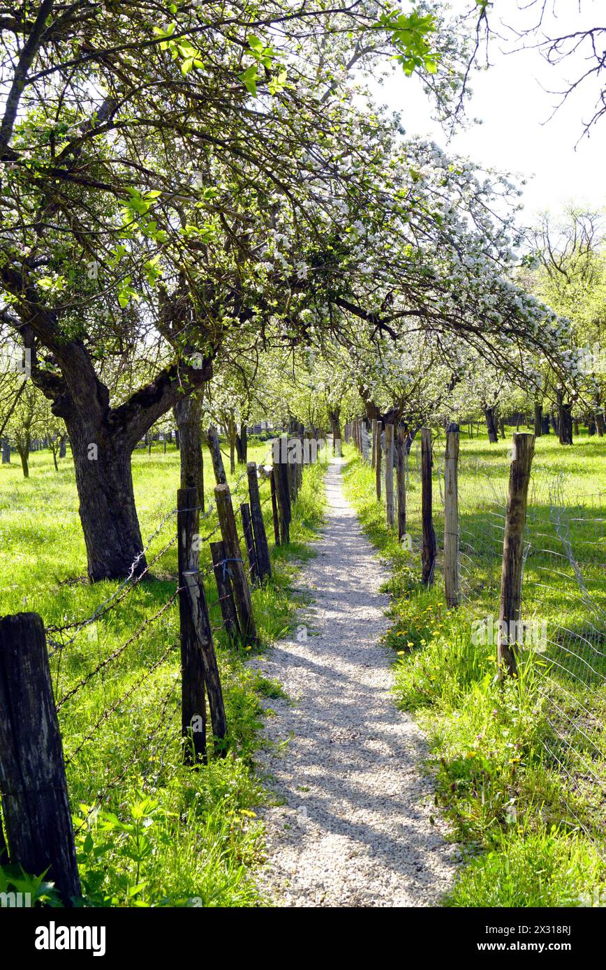 Un sentiero pedonale, su entrambi i lati, sono presenti prati verdi e frutteti fioriti. Pittoresco paesaggio dal villaggio rumeno di Viscri Foto Stock