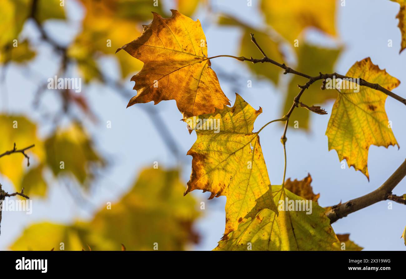 MIT den Sonnenstrahlen wirken die herbstlich verfärbten Blätter der Bäume goldig. (Zürich, Schweiz, 11.11.2022) Foto Stock