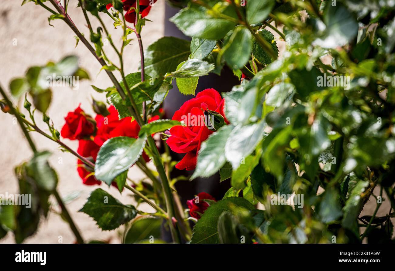 A Buchberg im Kanton Schaffhausen blühen rote Rosen. (Buchberg, Schweiz, 21.05.2022) Foto Stock