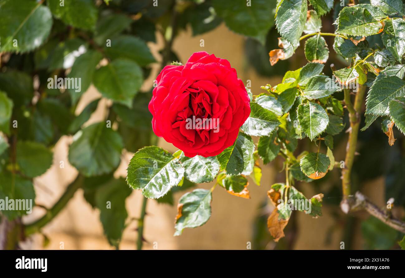 A Buchberg im Kanton Schaffhausen blühen rote Rosen. (Buchberg, Schweiz, 21.05.2022) Foto Stock