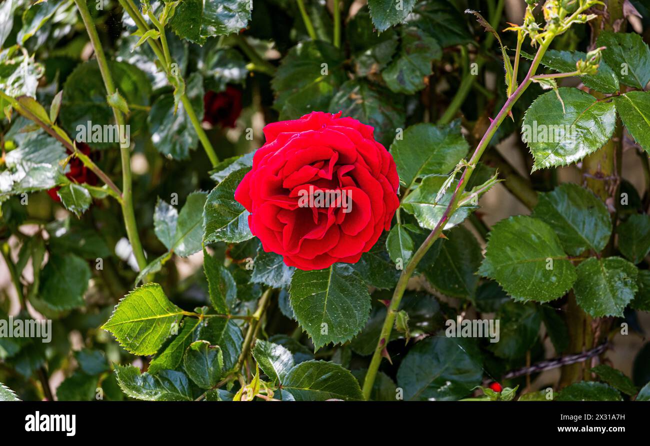A Buchberg im Kanton Schaffhausen blühen rote Rosen. (Buchberg, Schweiz, 21.05.2022) Foto Stock