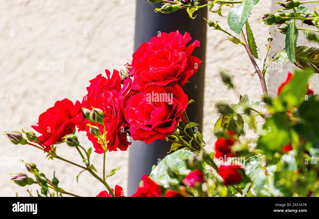 A Buchberg im Kanton Schaffhausen blühen rote Rosen. (Buchberg, Schweiz, 21.05.2022) Foto Stock
