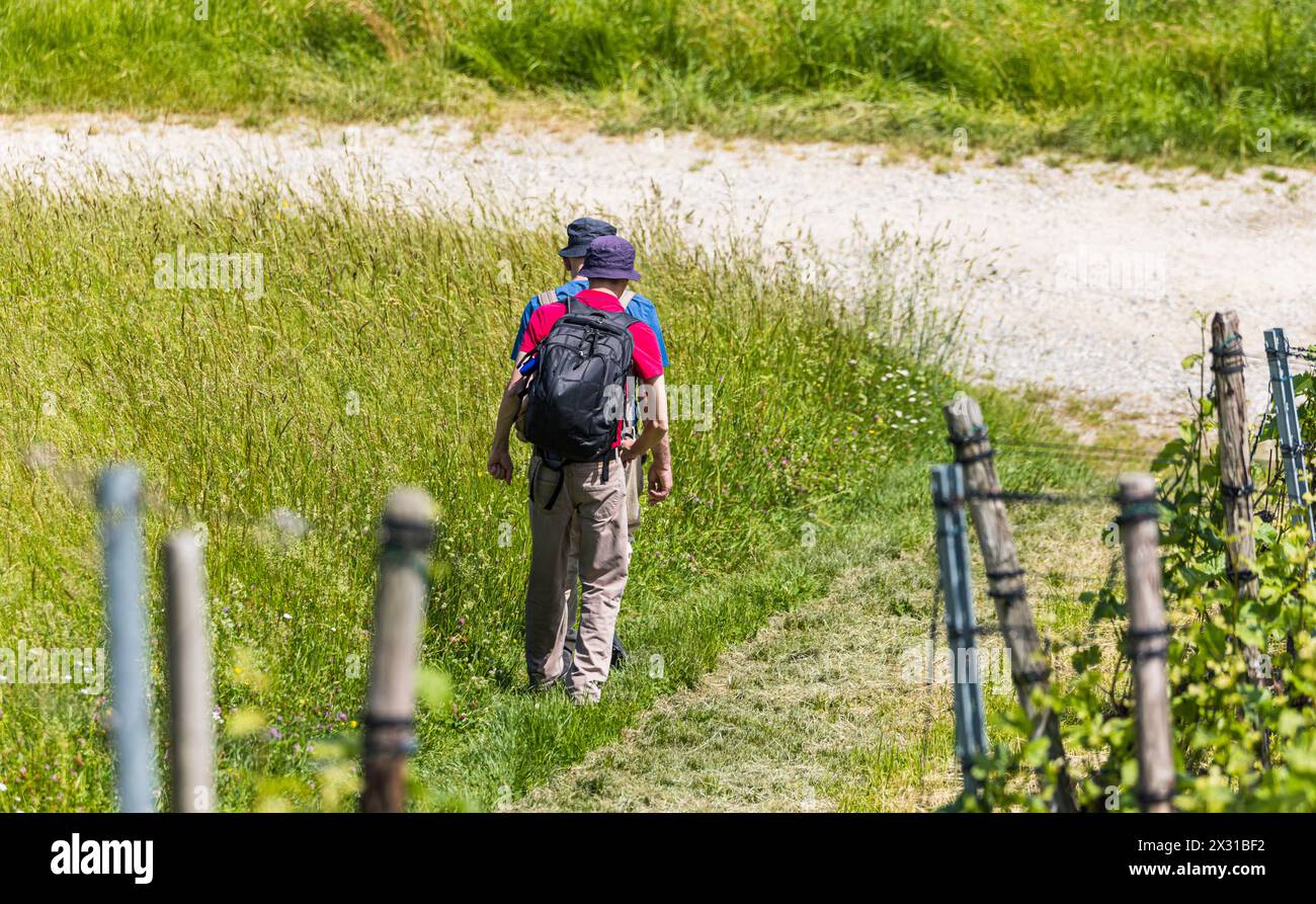 Zwei Männer laufen, im schaffhausischen Rüdlingen, auf einem Wanderweg an einem Rebberg vorbei. (Rüdlingen, Svizzera, 21.05.2022) Foto Stock