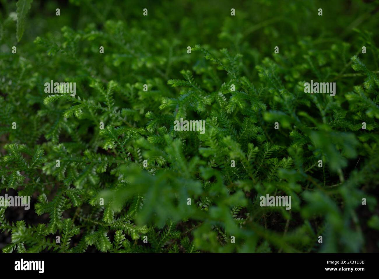 Sfondo foglie verdi. Primo piano di Meadow spikemoss. Lussureggiante fogliame di Selaginella apoda, carta da parati naturale estiva Foto Stock
