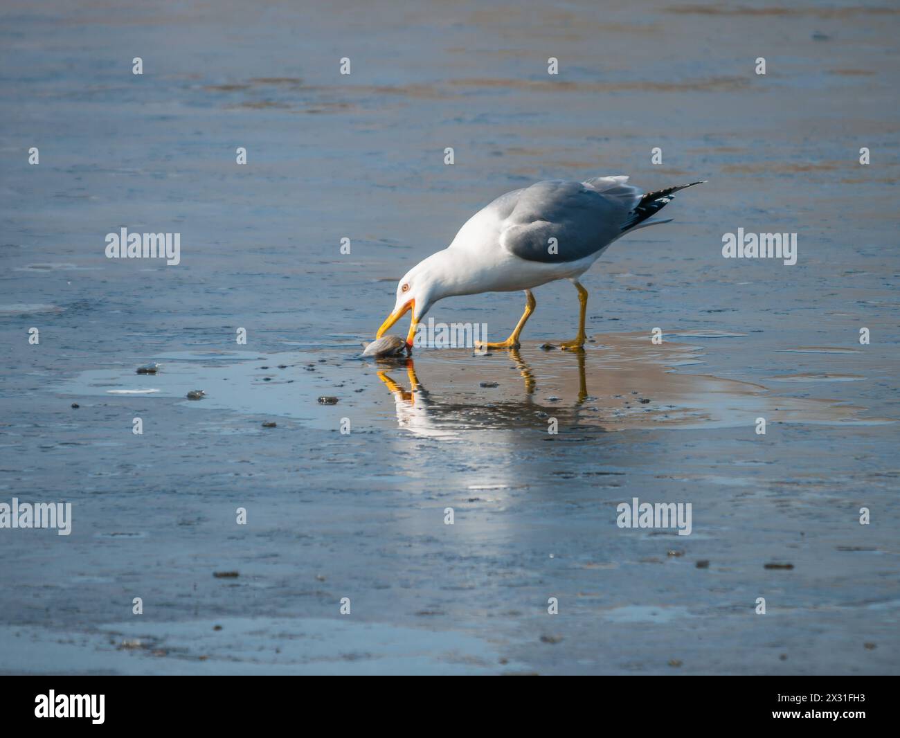 Un gabbiano in piedi su un bancone di ghiaccio afferra un pesce con il suo becco. Foto Stock