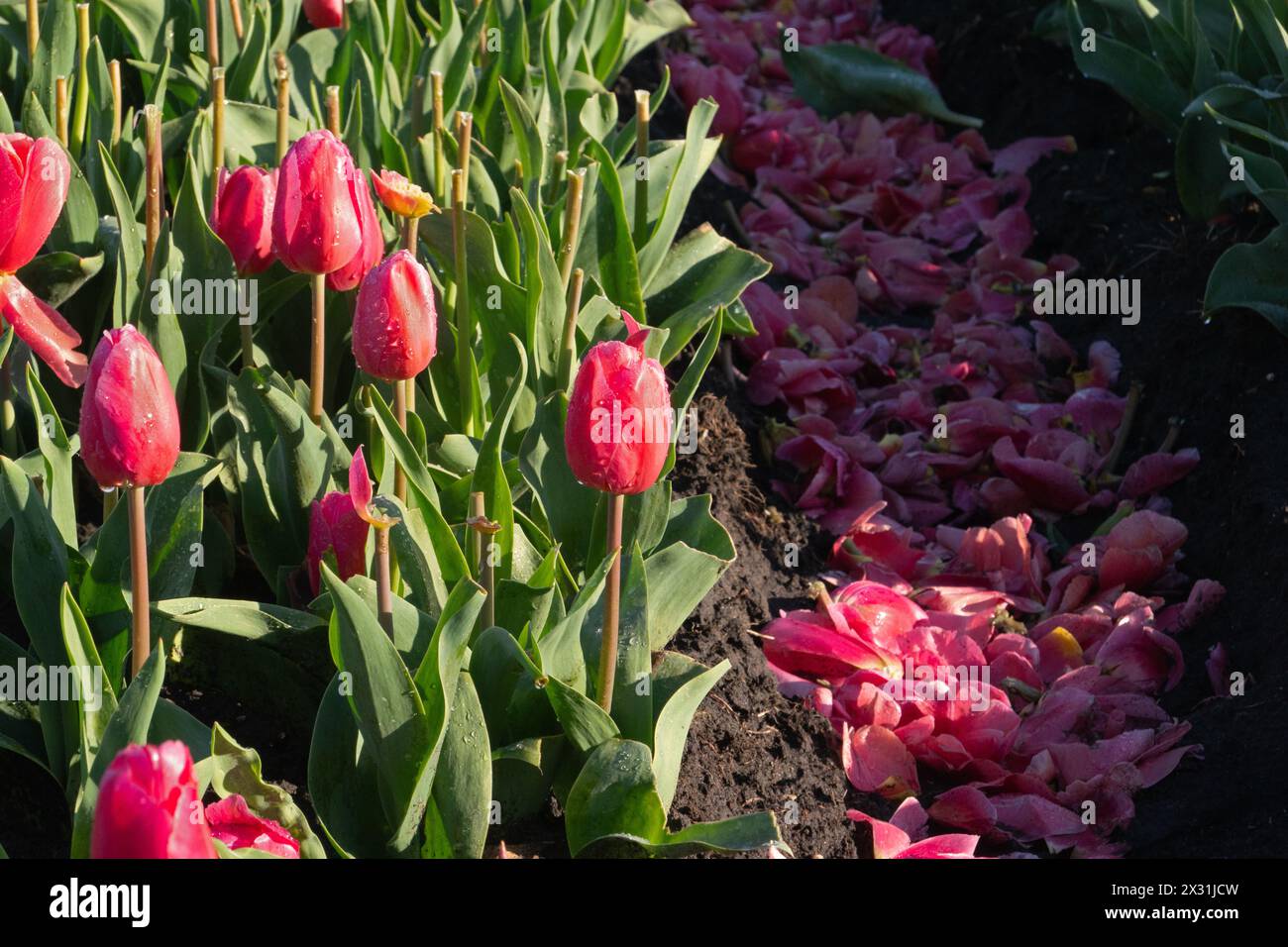 La coltivazione di bulbi di tulipani e teste di fiori sono state tagliate Foto Stock