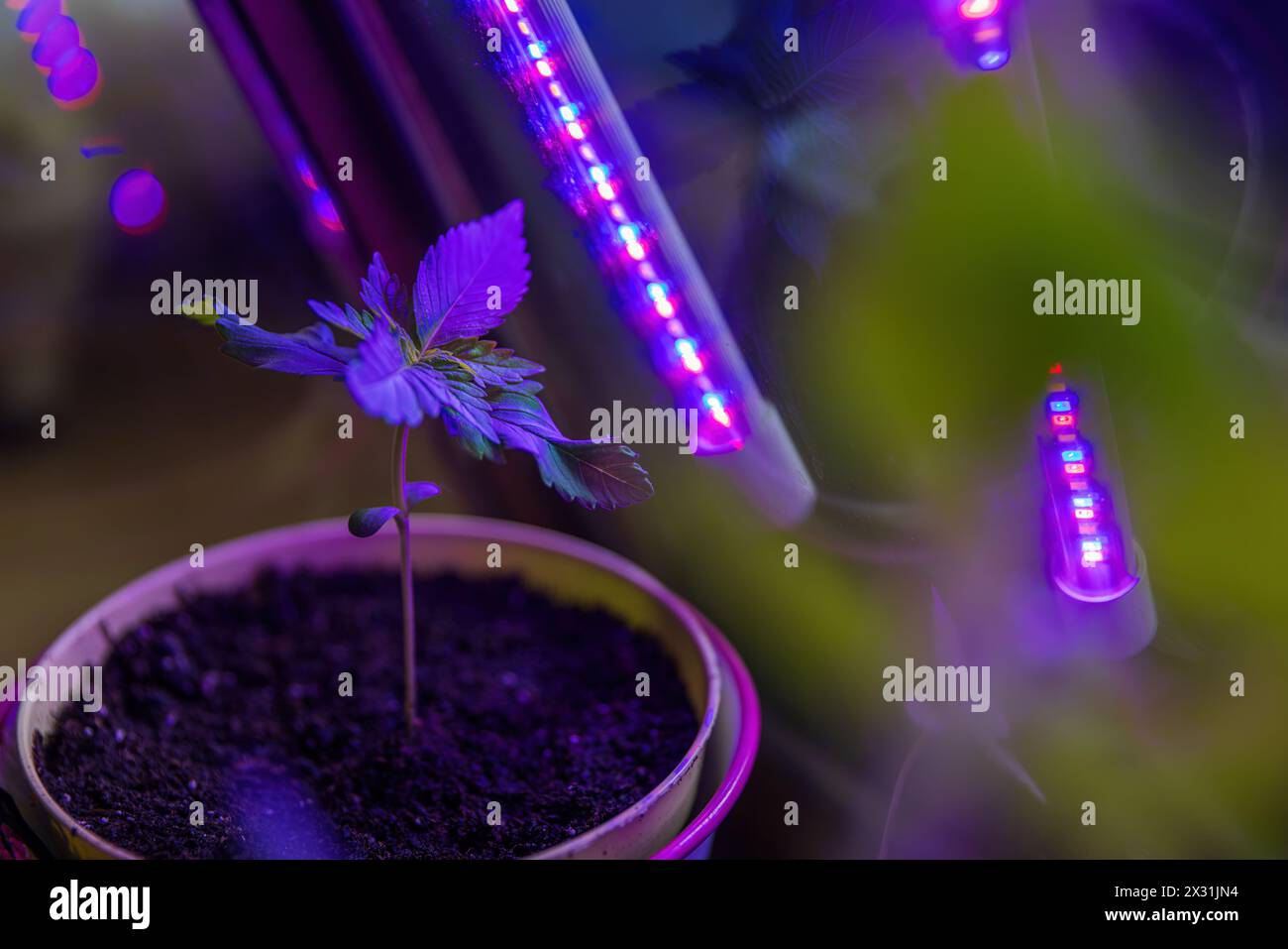 La cannabis che cresce in vaso a casa con la luce a LED Foto Stock