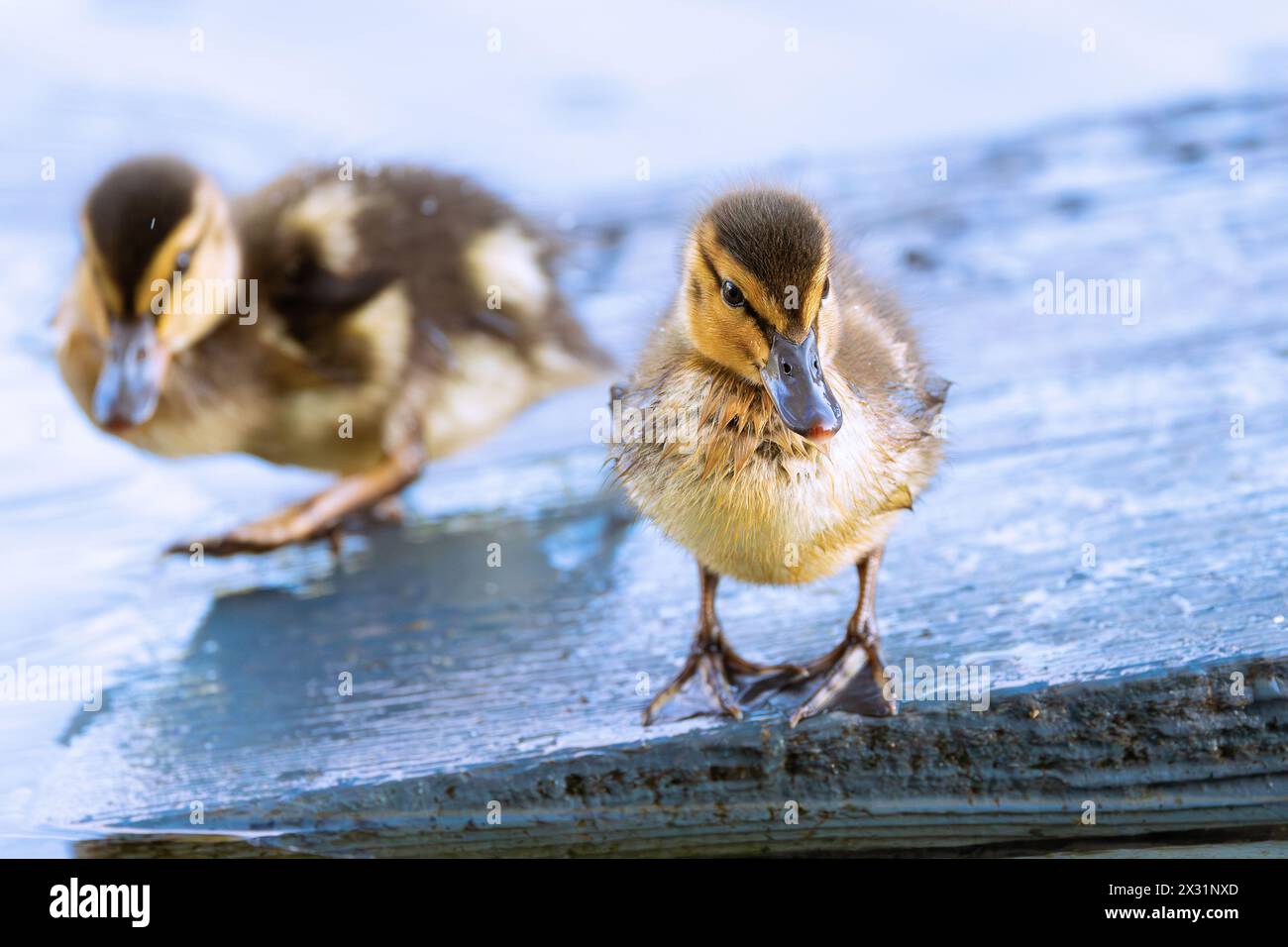 Fantastici anatroccoli principianti presso lo stagno delle anatre nel parco cittadino (Anas platyrhynchos) Foto Stock