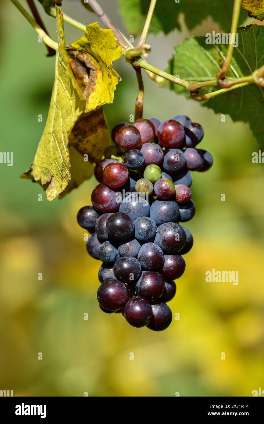 Botanica, vitigno (Vitis), vitigno europeo (Vitis vinifera), uva matura in vigna, vicino a Durbach, ULTERIORI DIRITTI-CLEARANCE-INFO-NON-DISPONIBILI Foto Stock