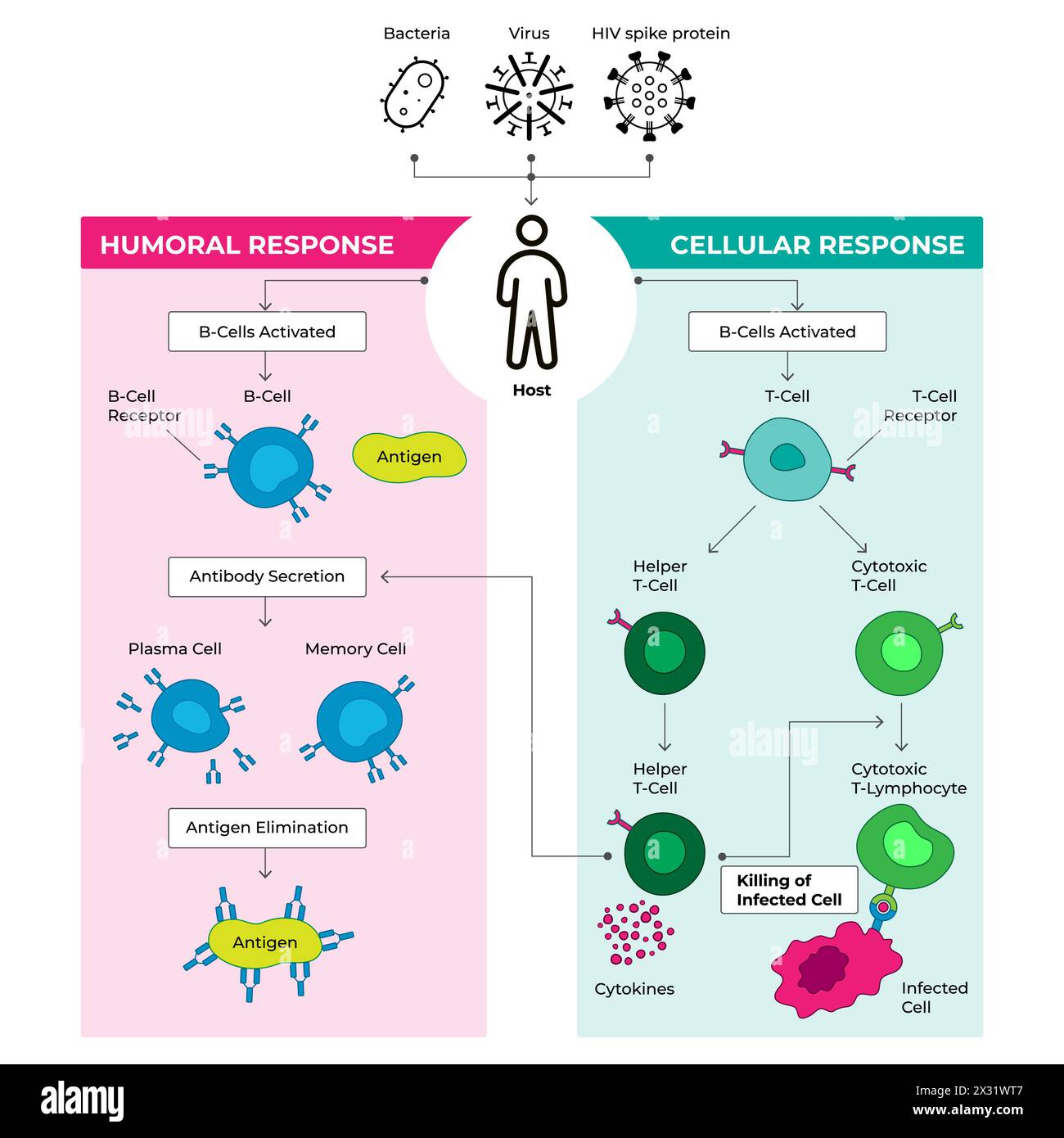 Cellule del sistema immunitario, illustrazione vettoriale. Programma di divisione educativa etichettato. Grafico di risposta umorale e cellulare. Illustrazione Vettoriale