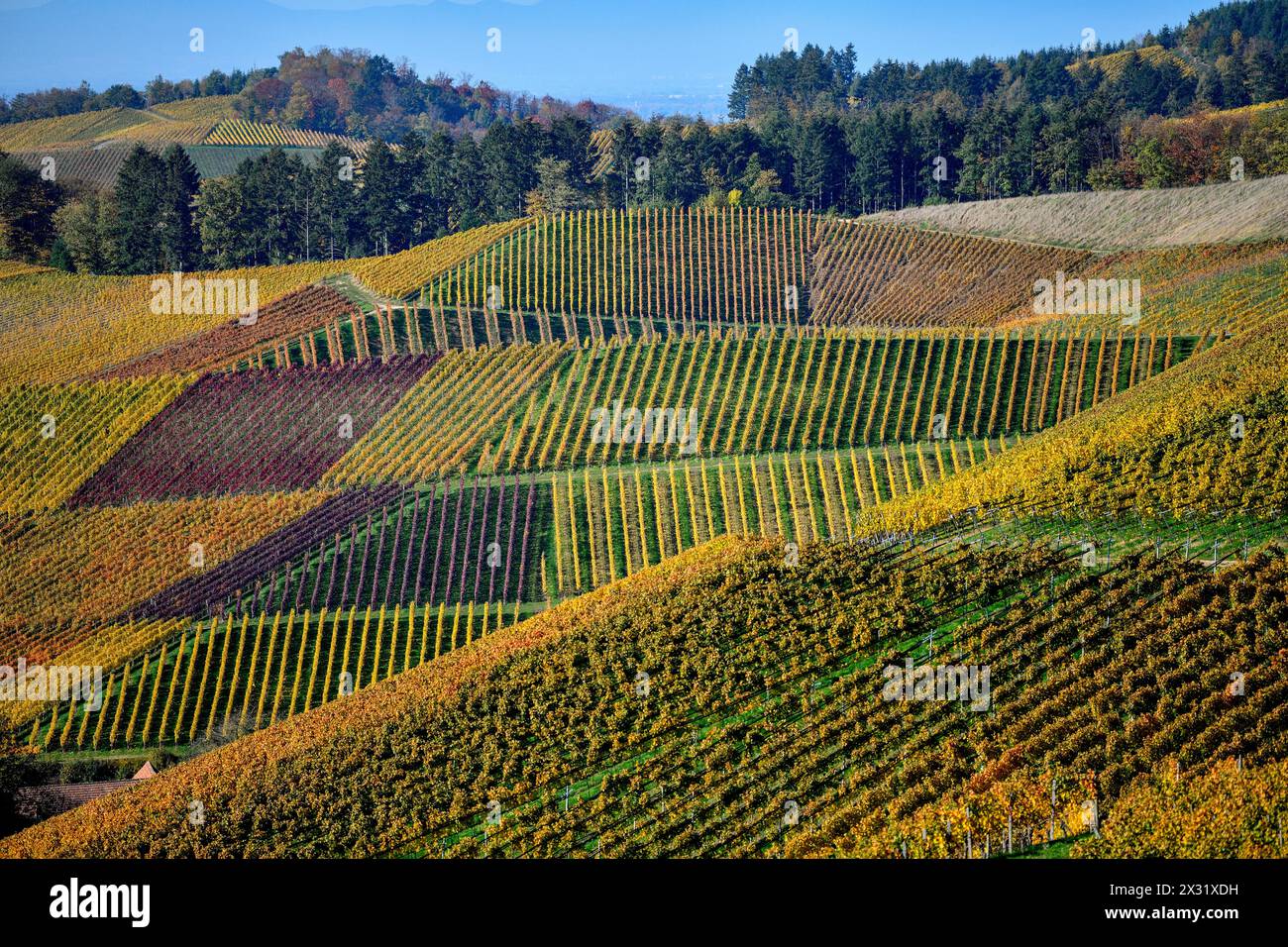 Geografia / viaggi, Germania, Baden-Wuerttemberg, Durbach, vitigno a macchie autunnali, accanto a Durbach, ULTERIORI-DIRITTI-CLEARANCE-INFO-NOT-AVAILABLE Foto Stock