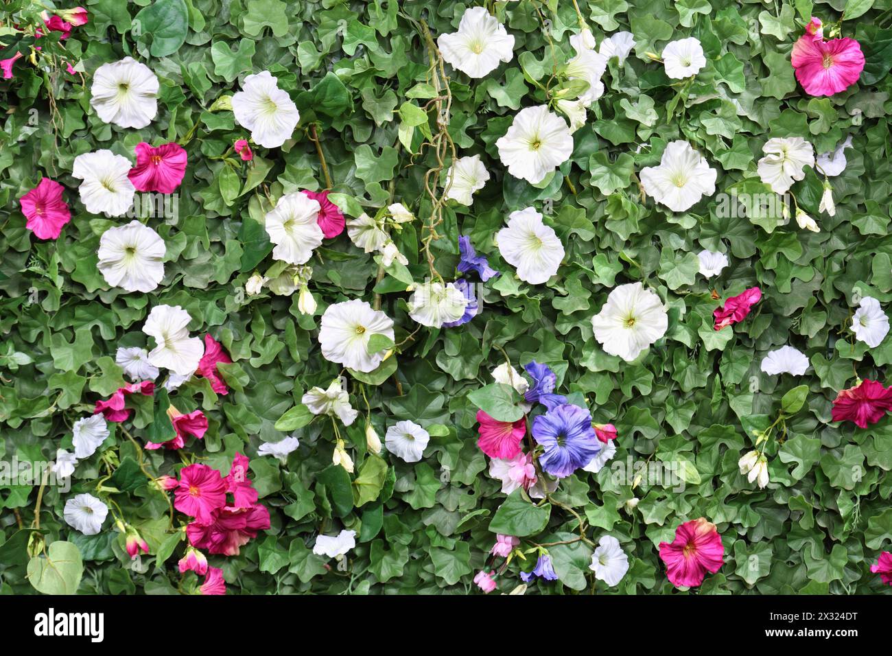 Bellissima siepe verde artificiale con fiori bianchi, rosa e blu. Foto Stock