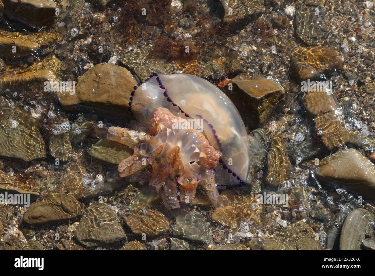 Meduse velenose (Rhizostoma pulmo) sulla spiaggia rocciosa (Capodistria, Slovenia) Foto Stock