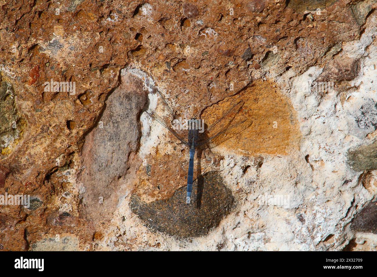 Dragonfly maschio adulto epaulet skimmer (Orthetrum chrysostigma) sull'isola di Tenerife, Spagna Foto Stock