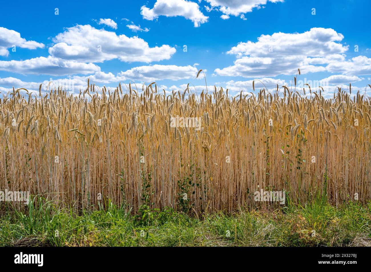 Botanica, segale, campi di grano maturo, Mosbach, ATTENZIONE! PER L'USO DI GREETINGCARD/CARTOLINA NEI PAESI DI LINGUA TEDESCA POTREBBERO ESSERE APPLICATE ALCUNE RESTRIZIONI Foto Stock