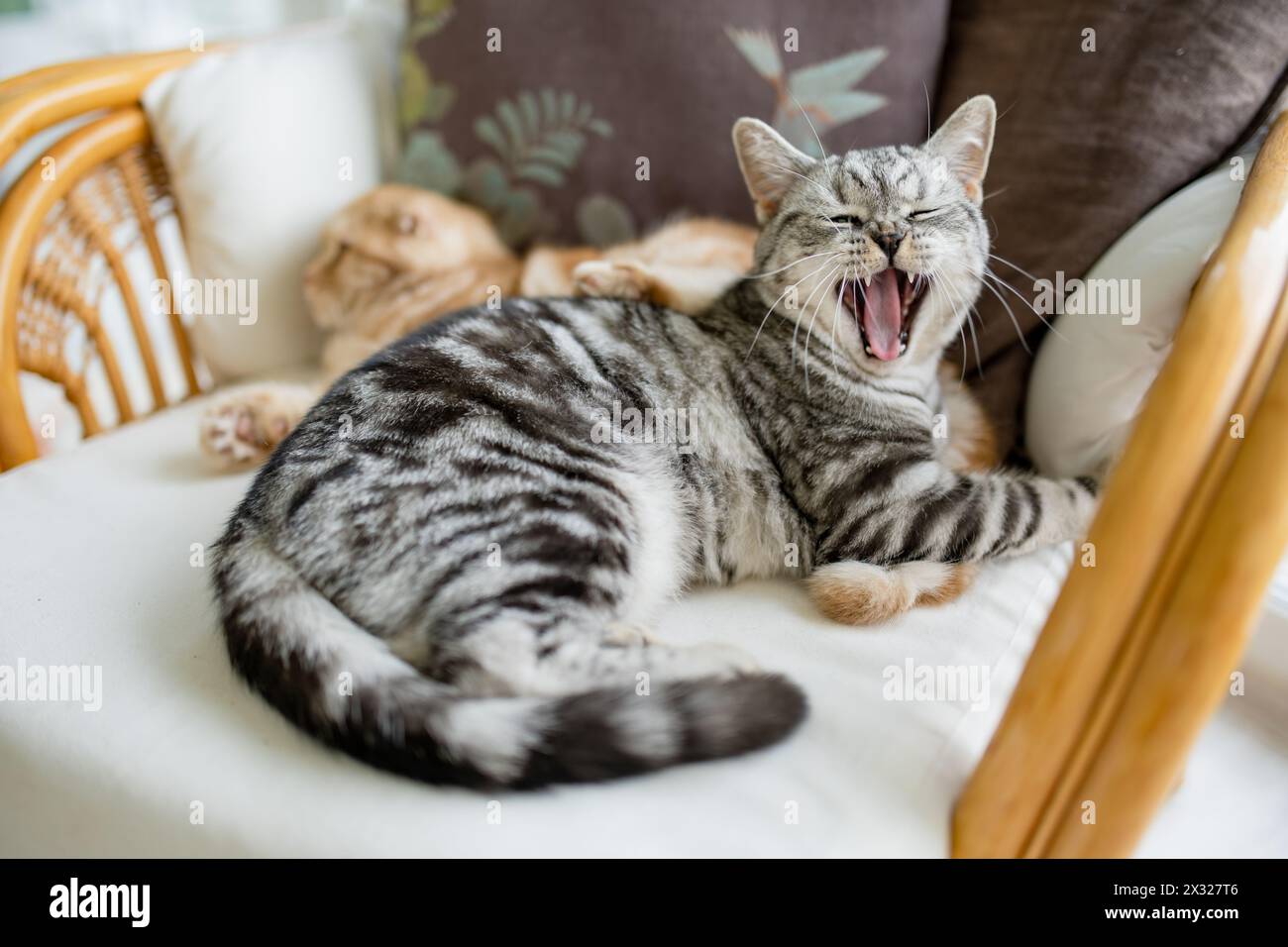 Gatto tabby inglese shorthair in argento in soggiorno. Gatto domestico adulto che trascorre il tempo al chiuso a casa. Un animale domestico di famiglia a casa. Foto Stock