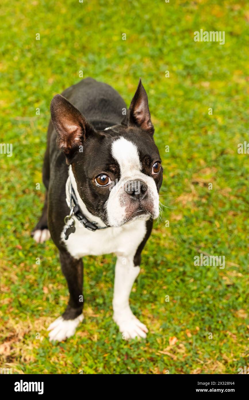Bellissimo cane boston terrier bianco e nero con uno sguardo molto attento alle indicazioni che gli sono state date Foto Stock