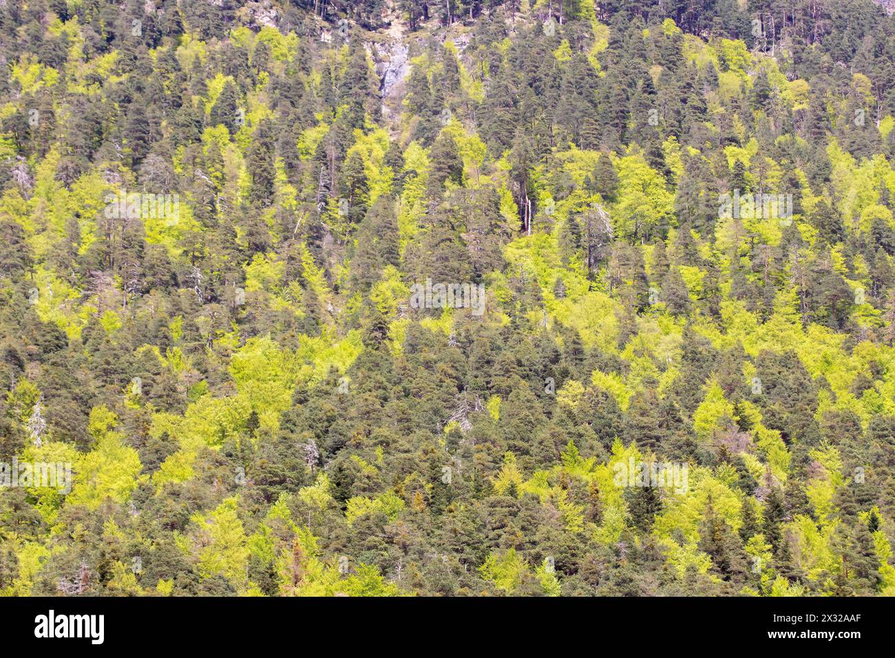 fitta foresta con varie sfumature di verde, che mostra la diversità e la ricchezza della vegetazione Foto Stock