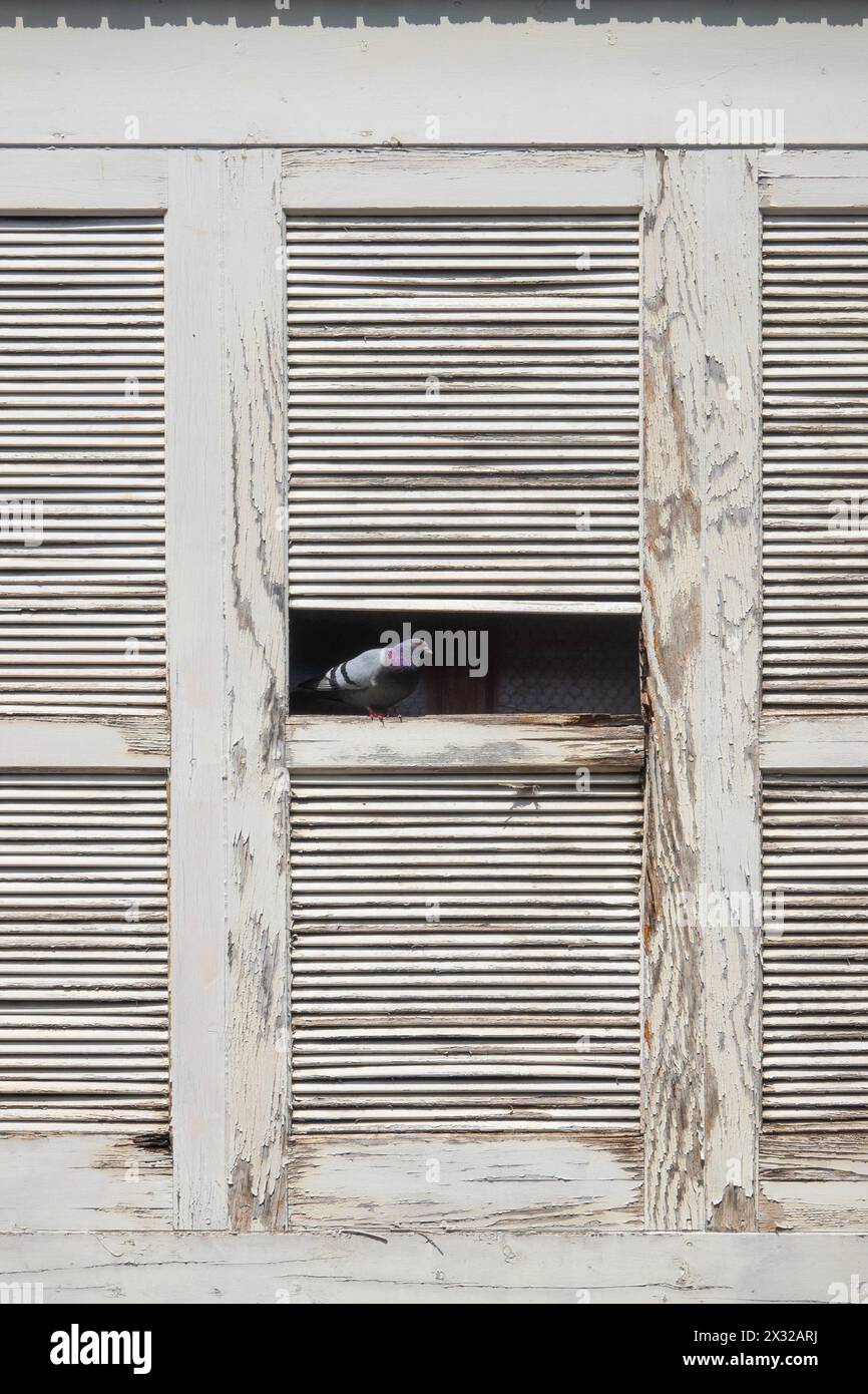 USA un piccione di roccia o colomba in un edificio abbandonato adagiato in alcune persiane di legno rotte Foto Stock
