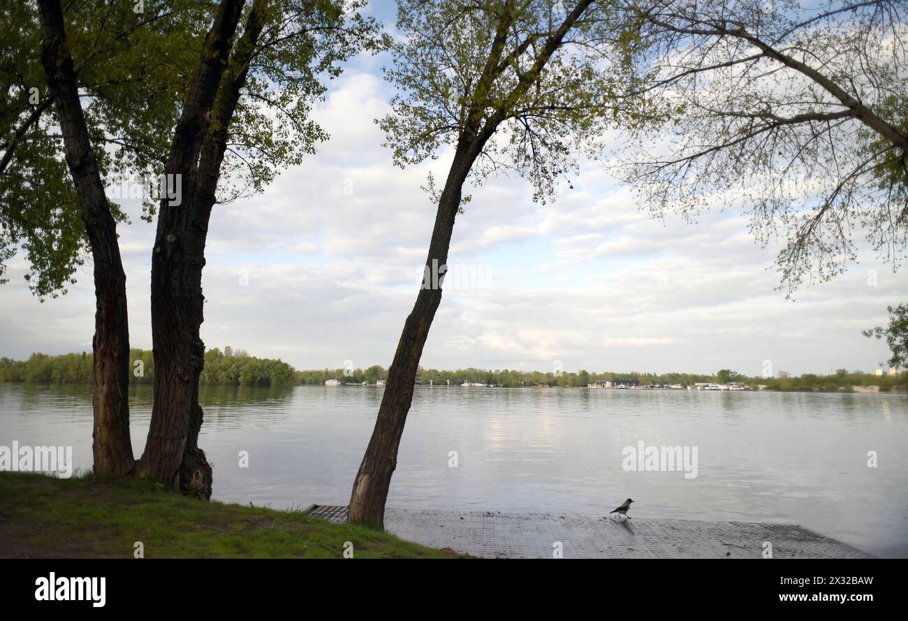 KIEV, UCRAINA - 24 APRILE 2024 - il Parco Natalka nel distretto di Obolonskyi è inondato a causa dell'innalzamento del livello dell'acqua nel fiume Dnipro, Kiev, capitale dell'Ucraina. Foto Stock