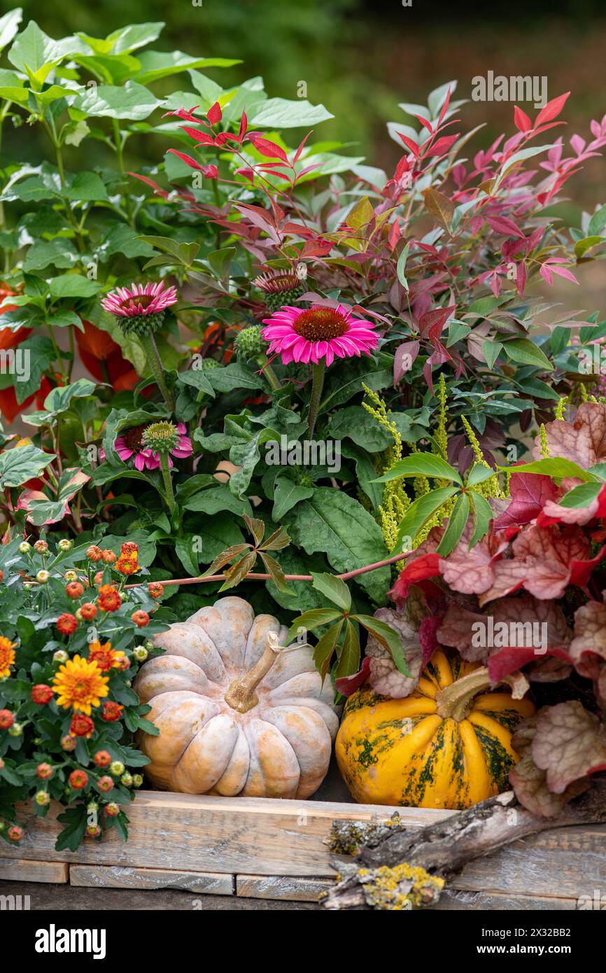 Botanica, accordo autunnale con mamma, ATTENZIONE! PER L'USO DI GREETINGCARD/CARTOLINA NEI PAESI DI LINGUA TEDESCA POTREBBERO ESSERE APPLICATE ALCUNE RESTRIZIONI Foto Stock