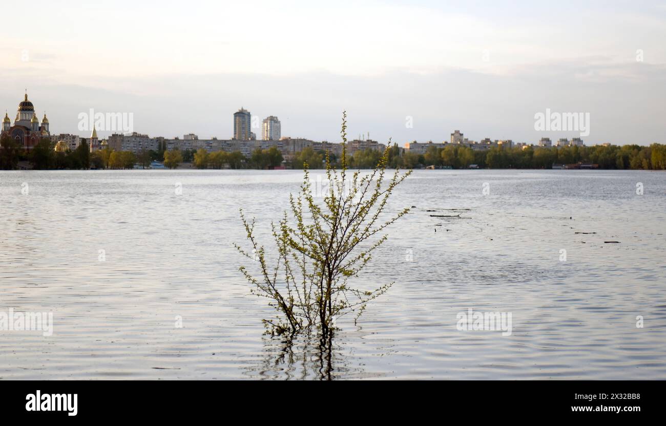 KIEV, UCRAINA - 24 APRILE 2024 - Un albero nel Parco Natalka nel distretto di Obolonskyi è inondato dall'innalzamento del livello dell'acqua nel fiume Dnipro, Kiev, capitale dell'Ucraina. Foto Stock
