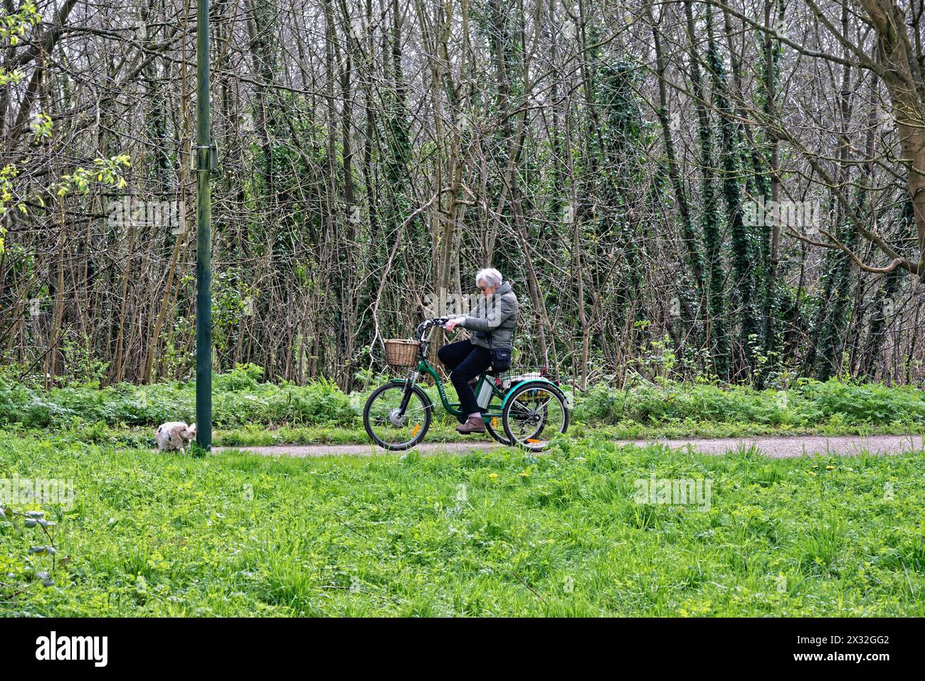 Una signora anziana che guida un triciclo elettrico Jorvik nel parco di Teddington, Greater London, Inghilterra, Regno Unito Foto Stock