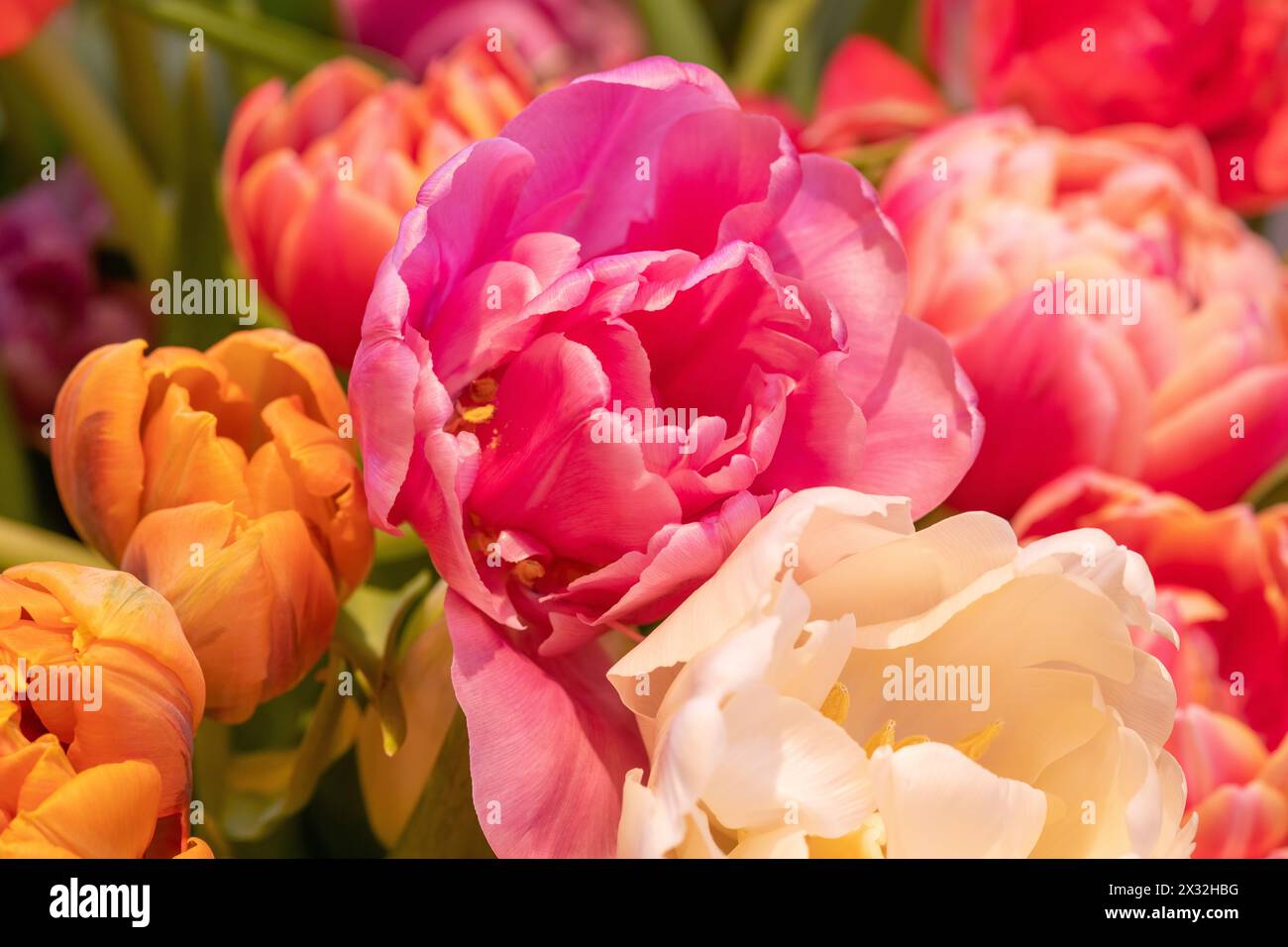 Botanica, tulipani (Tulipa), ATTENZIONE! PER L'USO DI GREETINGCARD/CARTOLINA NEI PAESI DI LINGUA TEDESCA POTREBBERO ESSERE APPLICATE ALCUNE RESTRIZIONI Foto Stock