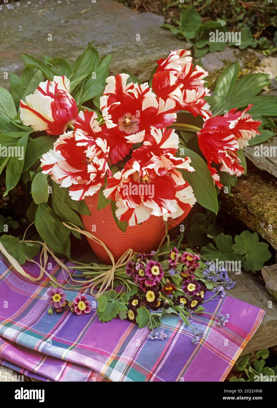 Botanica, mazzo di primula auricula su tessuto a scacchi viola, tulipani di pappagallo in una caraffa rossa, all'aperto. ULTERIORI DIRITTI-CLEARANCE-INFO-NON-DISPONIBILI Foto Stock