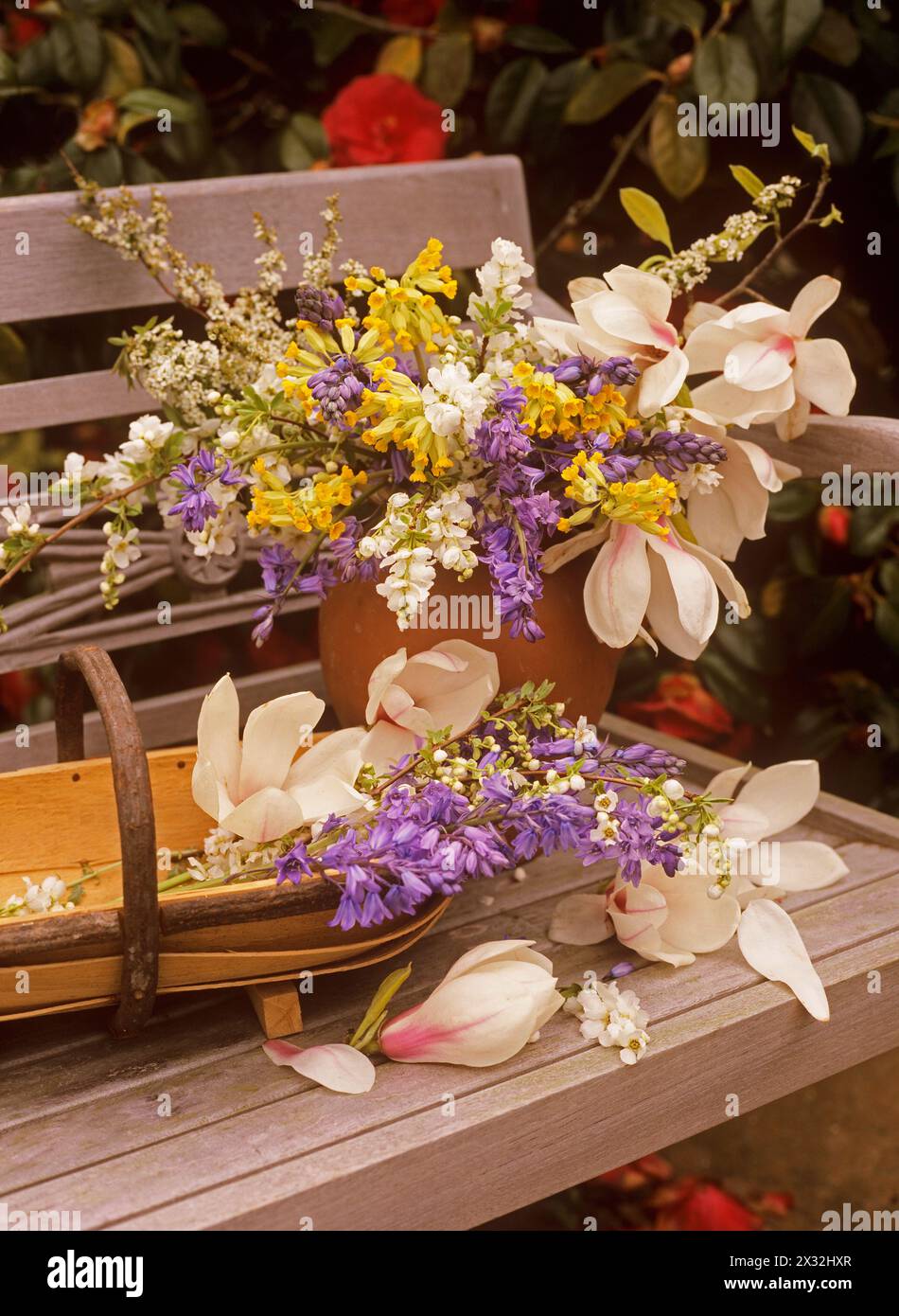Botanica, fiori di Magnolia, ULTERIORI-DIRITTI-CLEARANCE-INFO-NON-DISPONIBILI Foto Stock