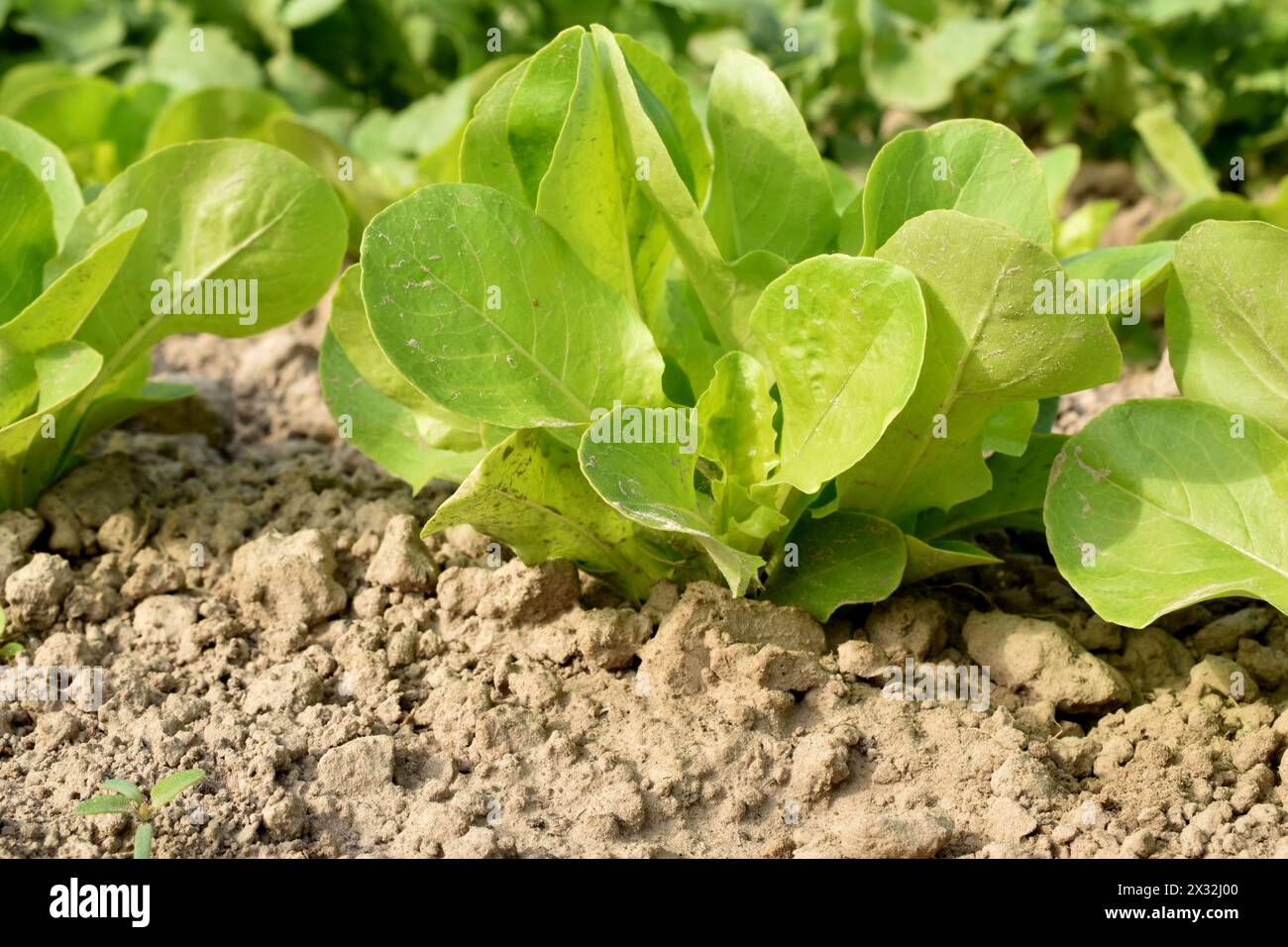 L'immagine mostra una piantagione con una pianta di lattuga. Gli steli deboli di una pianta di lattuga con foglie larghe si sono spezzati nel terreno. Foto Stock