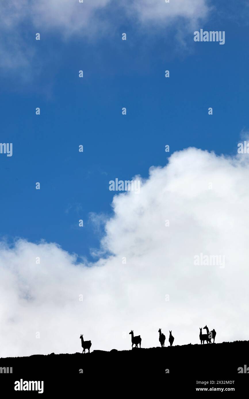 Un gruppo di guanachi selvatici e nuvole nelle montagne di Humahuaca, Jujuy, Argentina nord-occidentale (NOA). Foto Stock