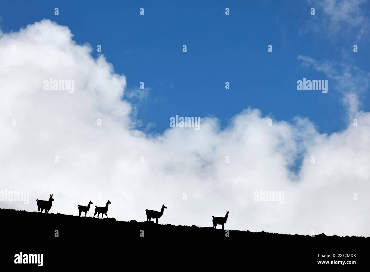 Un gruppo di guanachi selvatici e nuvole nelle montagne di Humahuaca, Jujuy, Argentina nord-occidentale (NOA). Foto Stock
