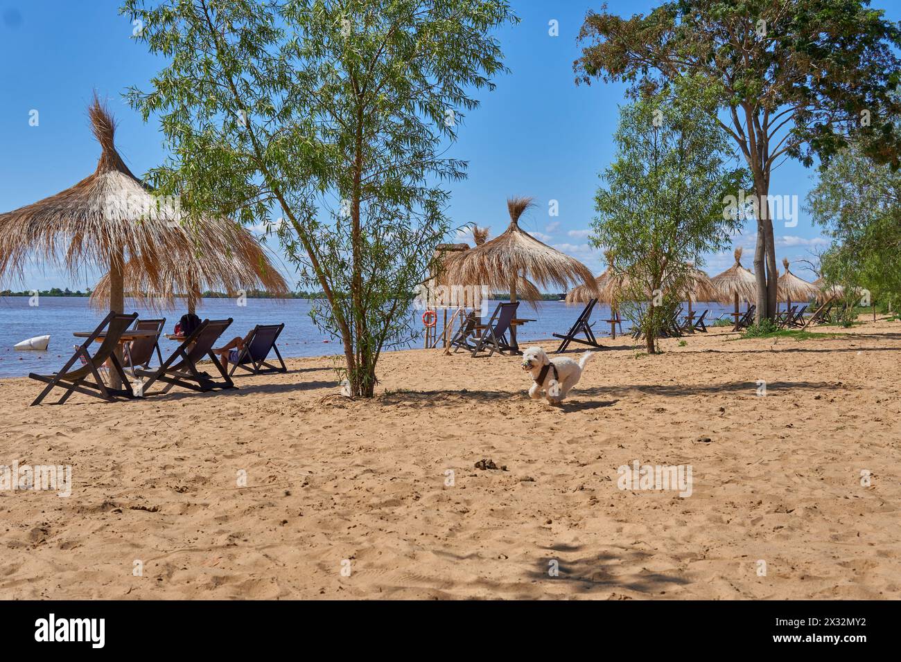 poodle - Dog Running, che gioca sulla spiaggia con ombrelloni di paglia e sdraio in legno in una giornata di sole. Foto Stock