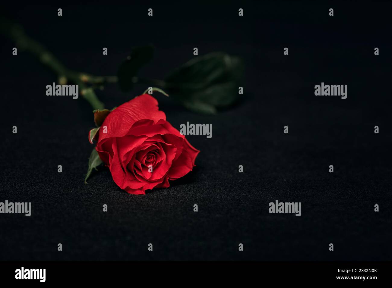 primo piano di una rosa rossa su sfondo nero Foto Stock