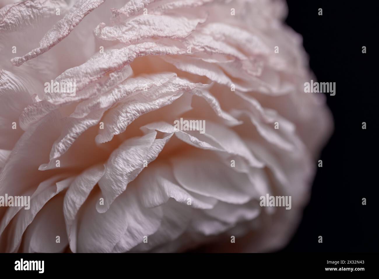 primo piano di una rosa su sfondo nero Foto Stock