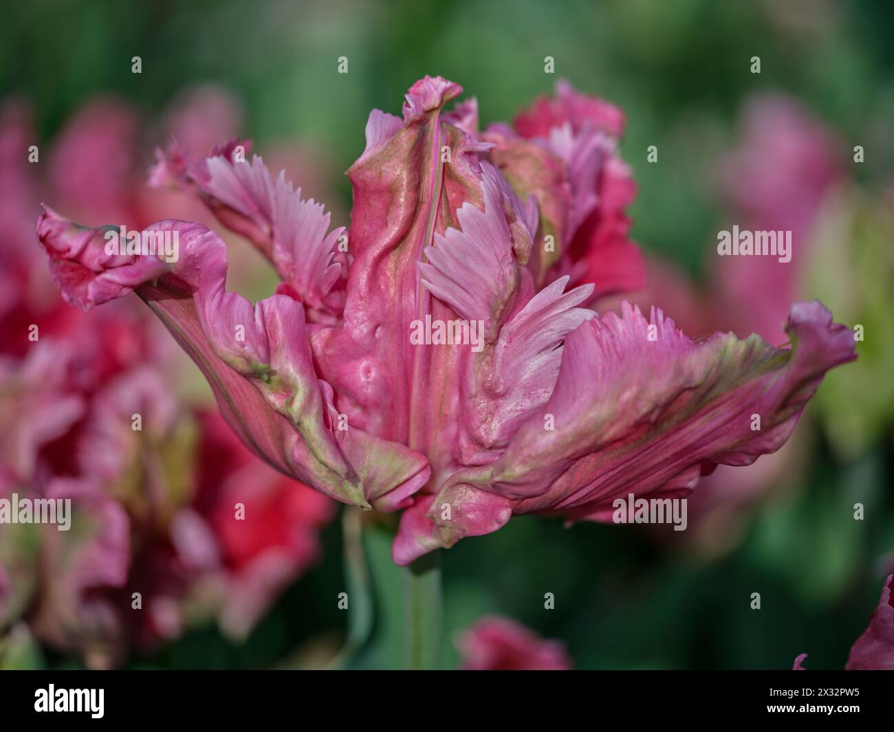Primo piano con tulipani colorati Colofrul Foto Stock