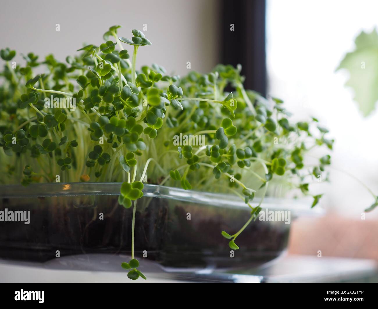 I microgreen fatti in casa crescono su un davanzale della cucina con luce naturale che illumina i nutrienti germogli verdi. Dieta sana a base di piante Foto Stock