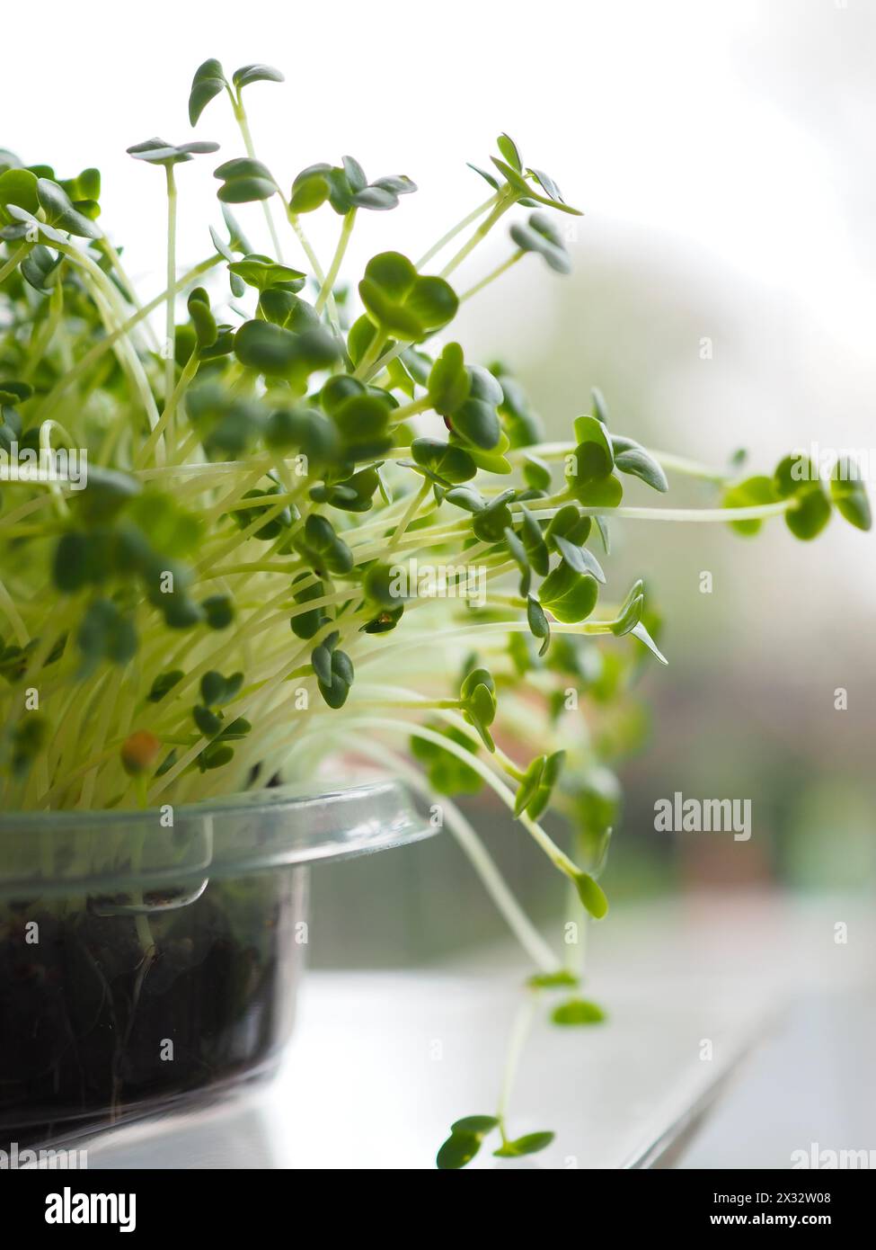 Microgreen fatti in casa primo piano crescere in una cucina come un sano e fresco superfood guarnire per insalate e altre ricette Foto Stock