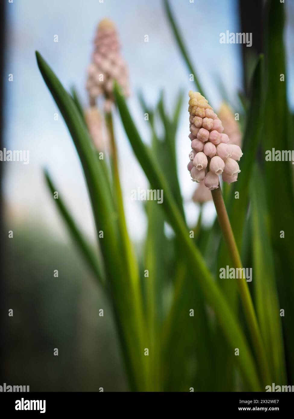 I fiori di Muscari 'Rosa dell'alba' (Giacinto d'uva rosa) si avvicinano e dal basso per mostrare i dettagli delle punte dei fiori rosa pallido Foto Stock