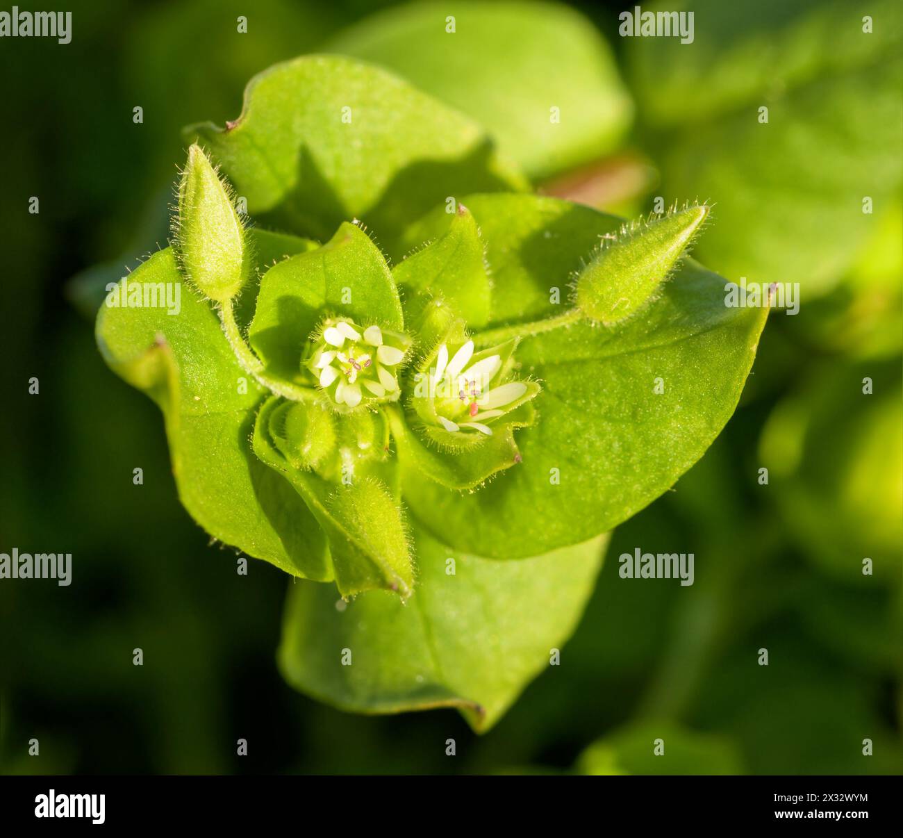 Primo piano della cima di Chickweed con piccoli fiori e gemme bianchi Foto Stock