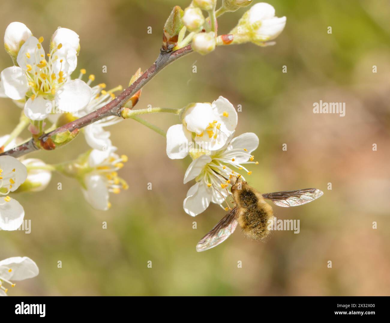 Le grandi api volano, il Bombylius Major, che aleggia mentre si prende il nettare da un fiore di prugna selvatico all'inizio della primavera Foto Stock