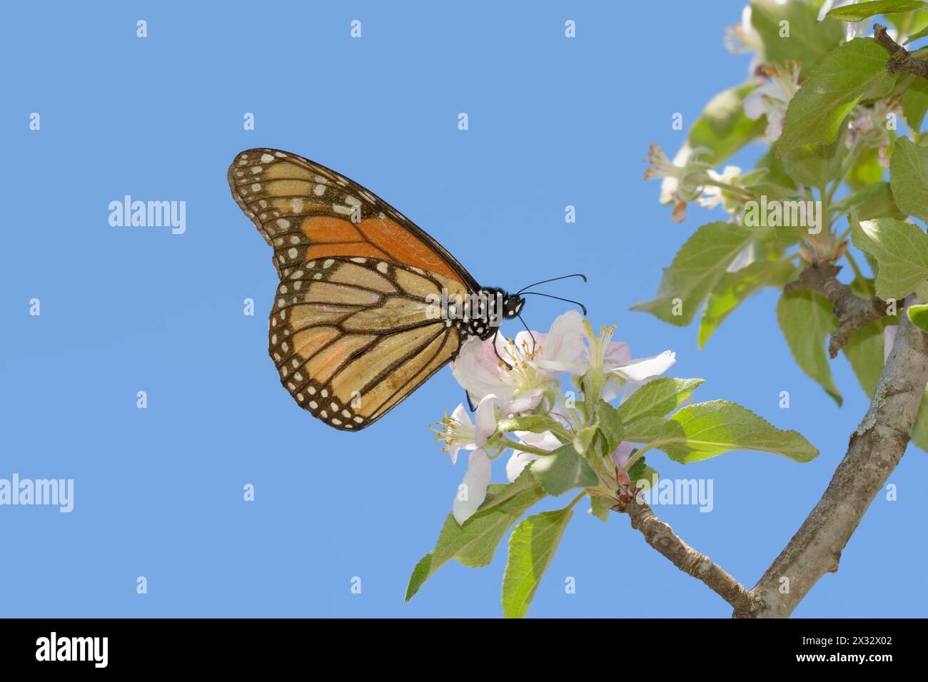 Vista ventrale di una farfalla Monarch all'inizio della primavera, prendendo il nettare da un fiore di mela, con sfondo blu del cielo Foto Stock