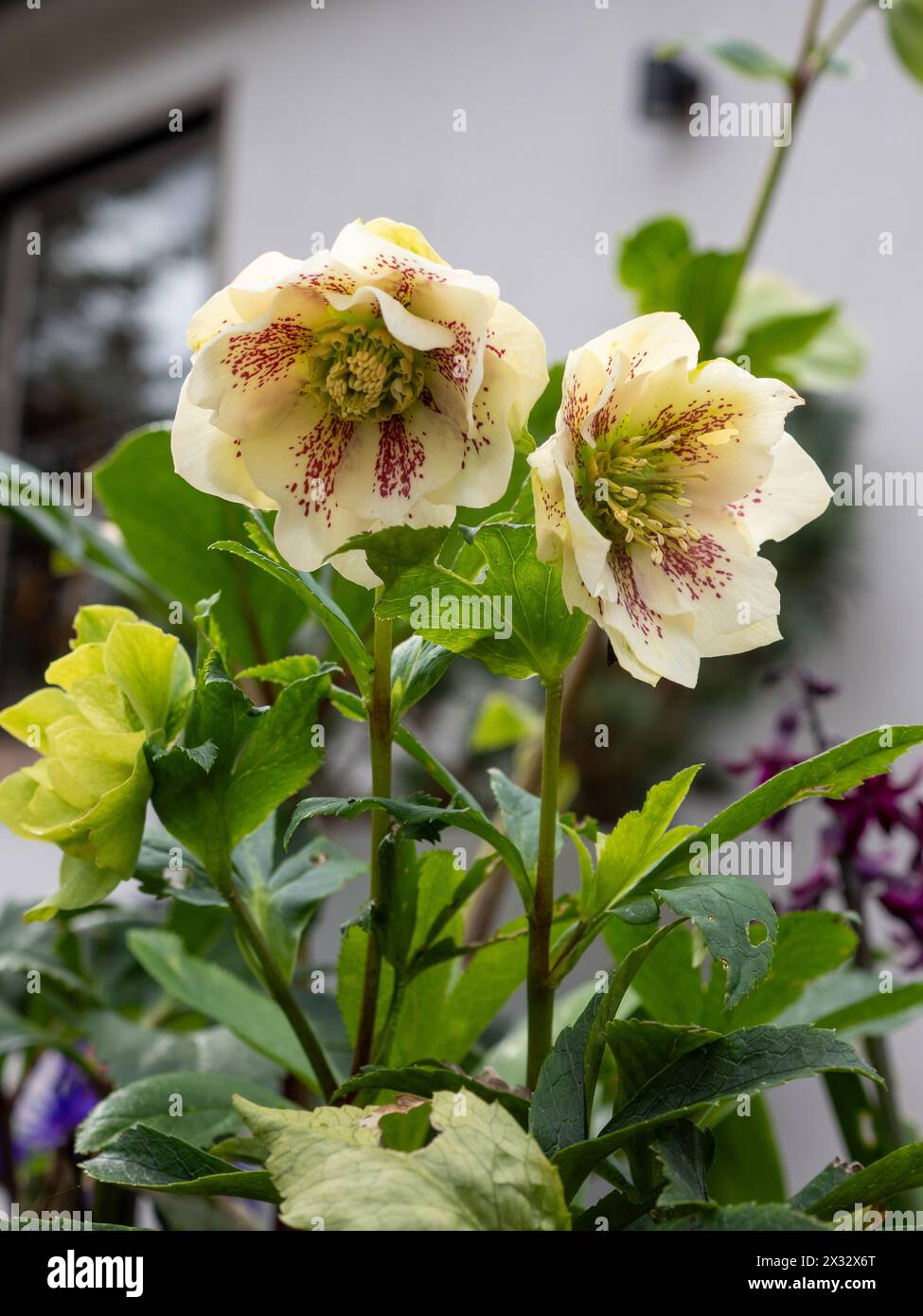 Fiori Helleborus orientalis "Hello White" chiudono un giardino inglese in fine inverno/inizio primavera Foto Stock