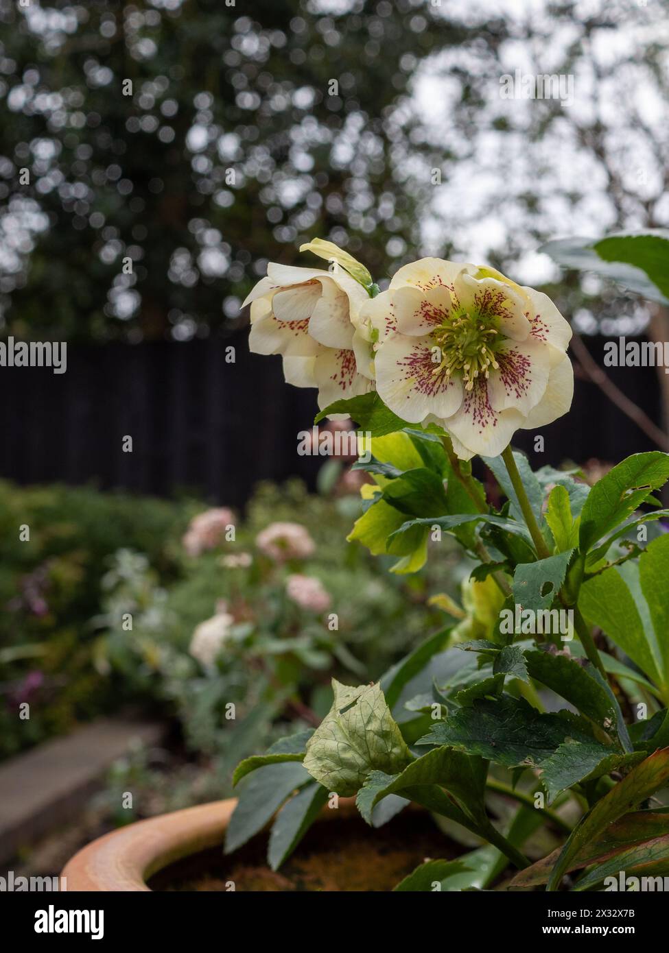 Fiori Helleborus orientalis "Hello White" chiudono un giardino inglese in fine inverno/inizio primavera Foto Stock