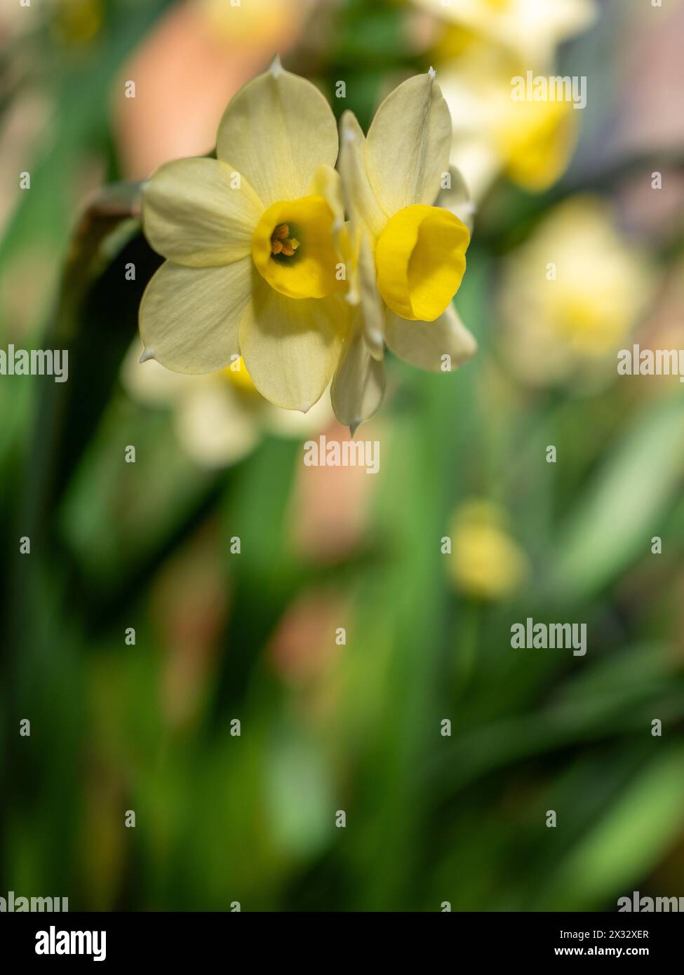 Primo piano di fiori di narcidi giallo pallido (Narcissus "Minnow") in morbida luce di primavera con fogliame verde sfocato sullo sfondo Foto Stock