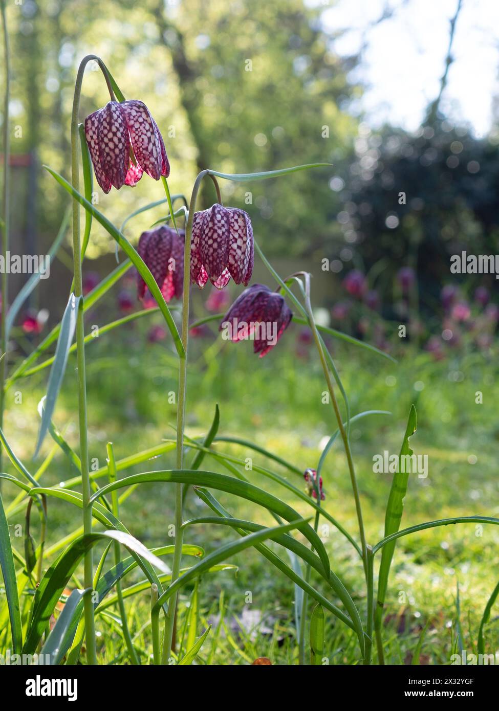 Primo piano di fiori viola fritillaria meleagris (fritillary Snakeshead) presi al sole della mattina presto in primavera in un giardino britannico Foto Stock