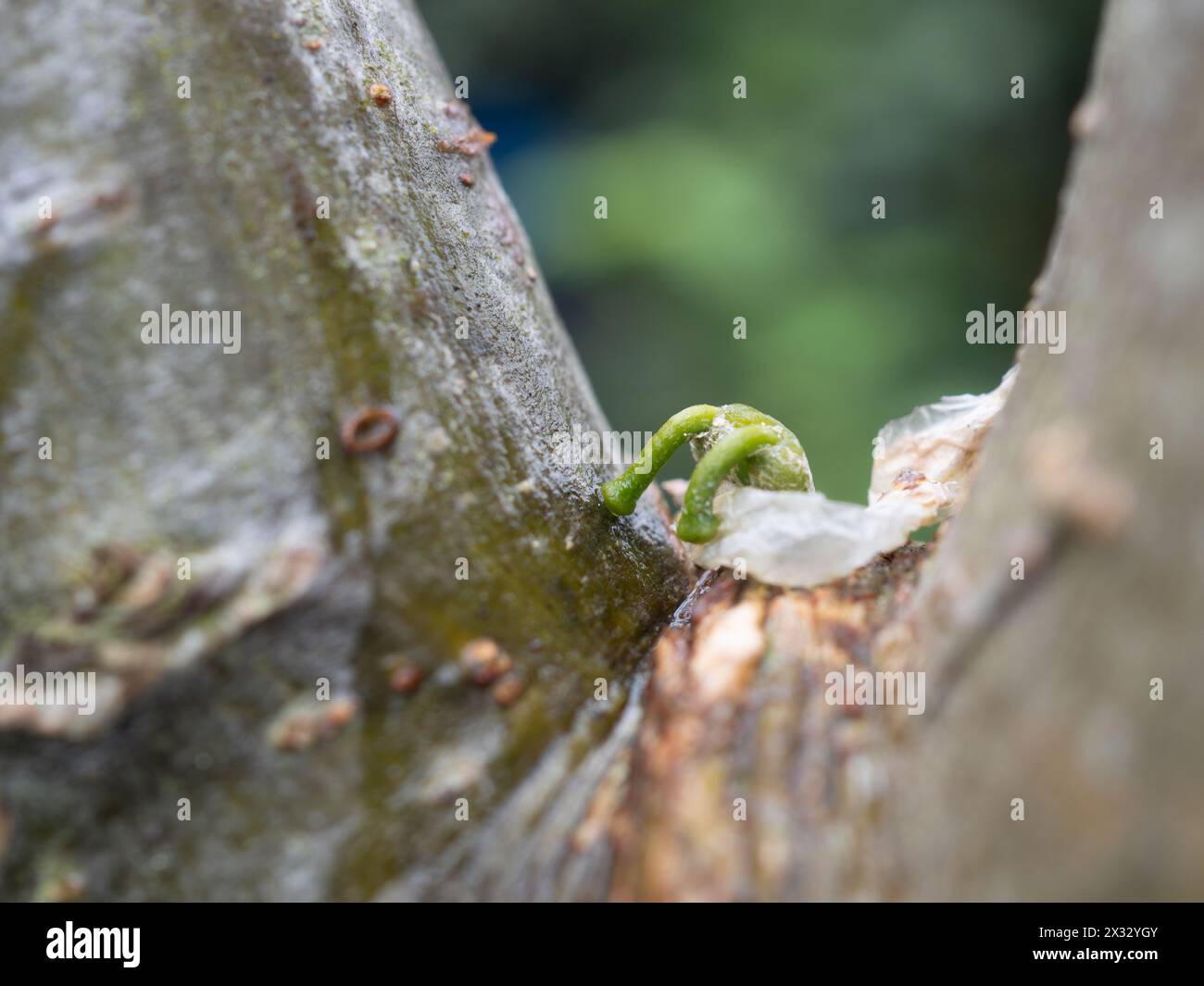 Un primo piano macro di un parassita Viscum album mistletoe di semi di bacche che germinano sul ramo di un melo, mostrando due ipocotili verdi Foto Stock